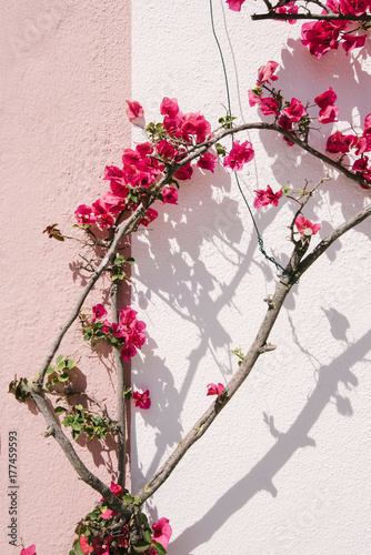 Bilde på lerret Beautiful half pink half white wall with growing pink flowers crawling on it