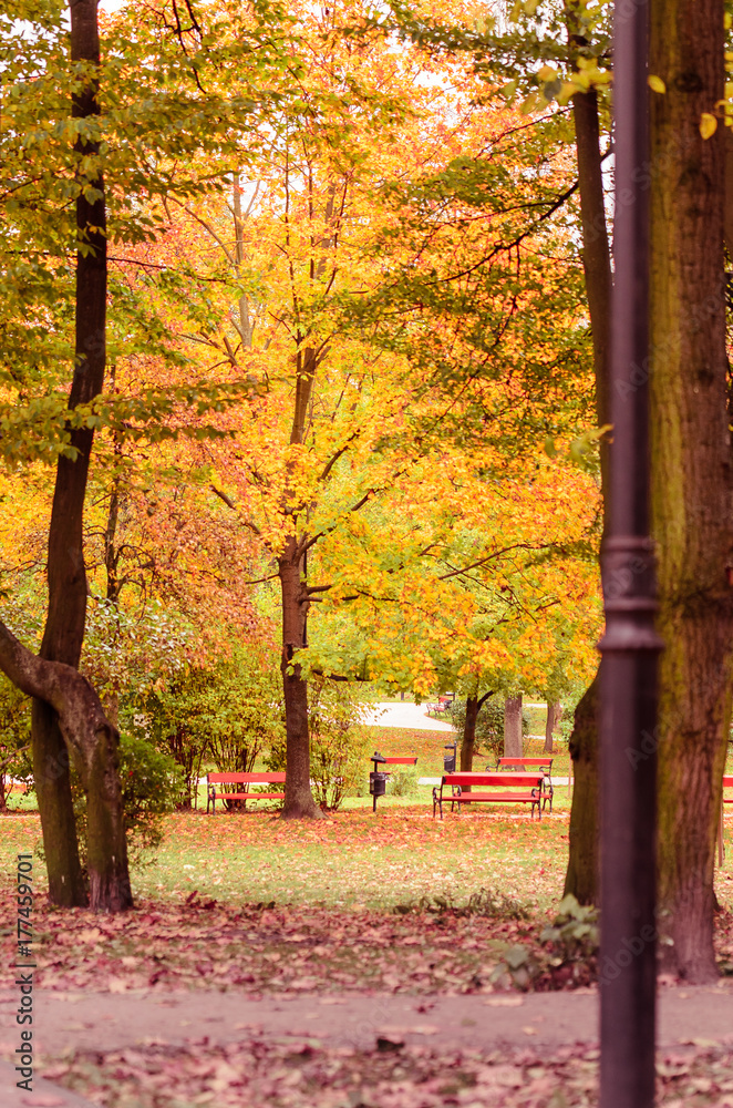 Fototapeta premium Autumn in the park