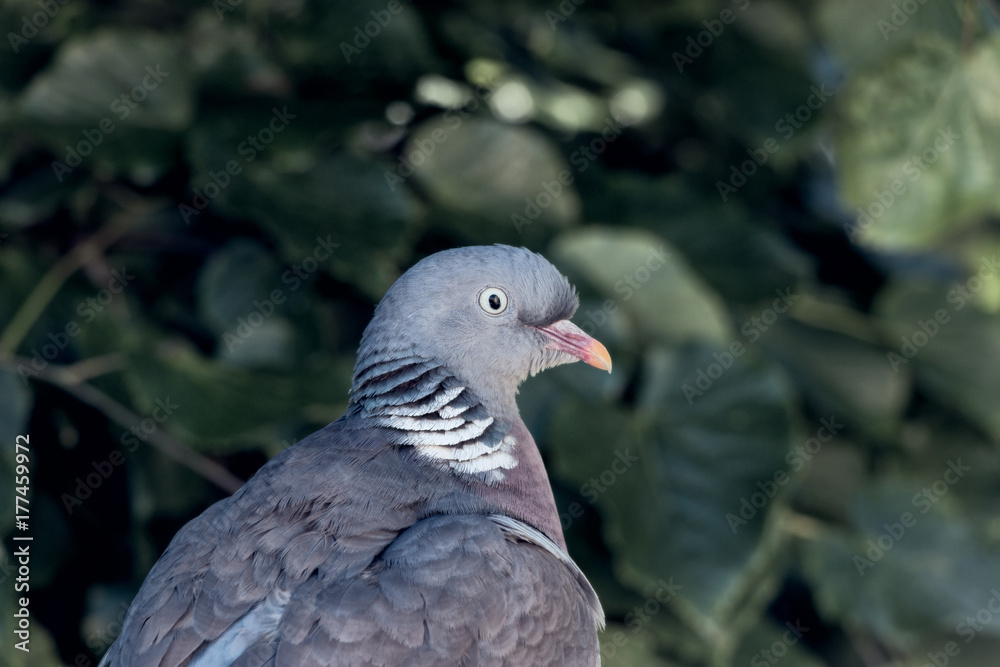 Wood pigeon in the city Wood pigeon in the city