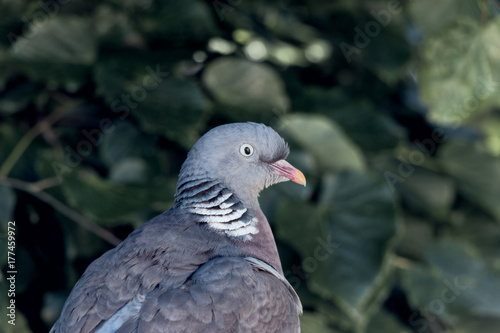 Wood pigeon in the city