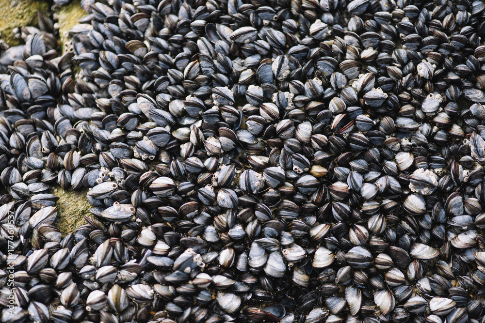 Mussels growing by the beach in Matosinhos, Porto, Portugal Mussels growing by the beach in Matosinhos, Porto, Portugal
