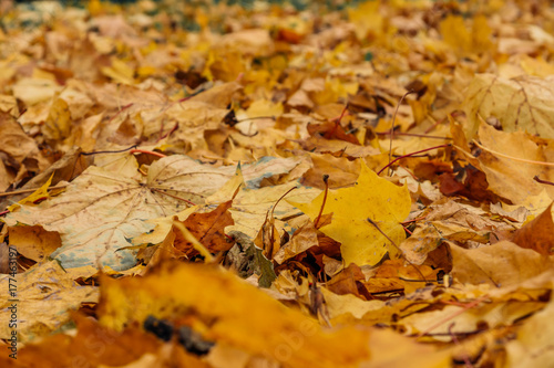 Colorful autumn leaves background, close up