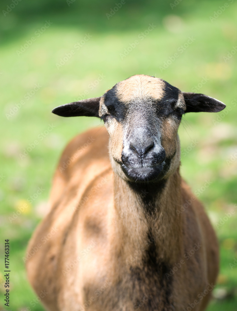 Fototapeta premium neugieriges Schaf