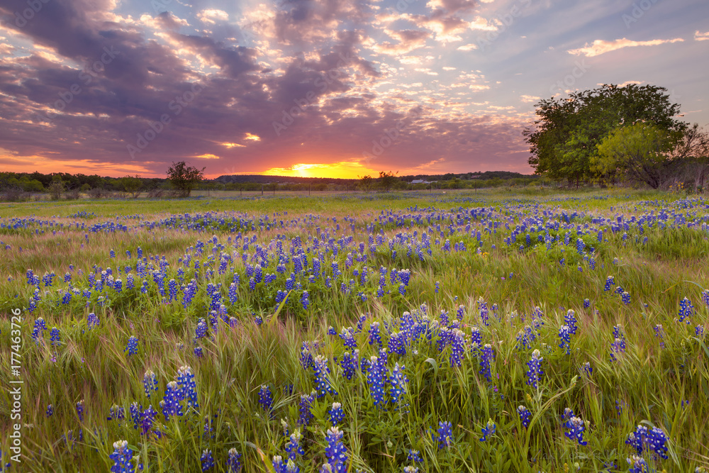 Naklejka premium Bluebonnets blossom under the painted Texas sky in Marble Falls, TX