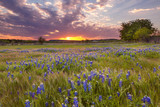 Bluebonnets blossom under the painted Texas sky in Marble Falls, TX