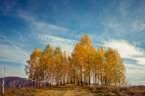 Mountain autumn landscape with yellow birch trees