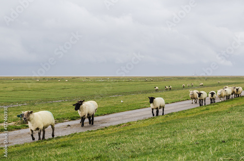 Vereinzelte Schafe