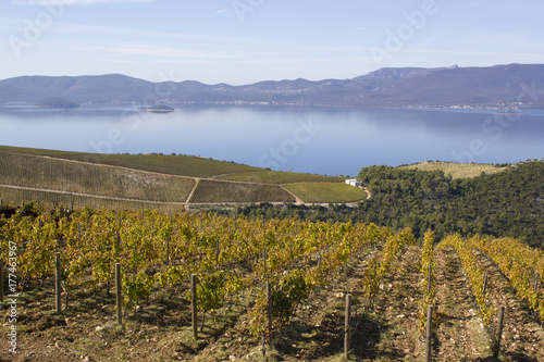 Croatian Vineyard