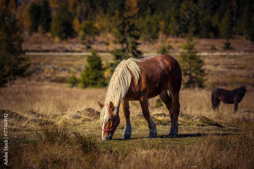 Grazing horse on mountain pasture