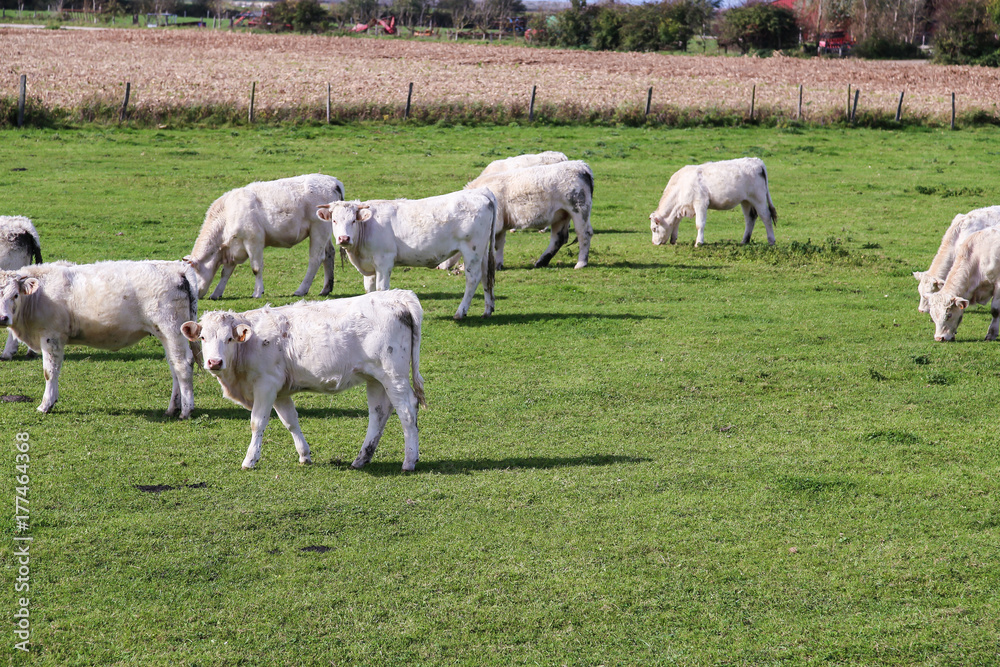 Obraz premium rinder