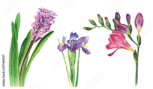 Botanical watercolor illustration of hyacinth, freesia and iris on white background. Could be used for web design, polygraphy or textile flower