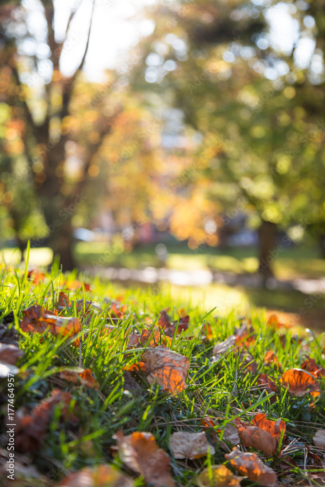 Bunte Blätter am Boden, Park und Bäume im Hintergrund, Herbst Bunte Blätter am Boden, Park und Bäume im Hintergrund, Herbst