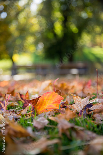 Bunte Blätter am Boden, Herbst
