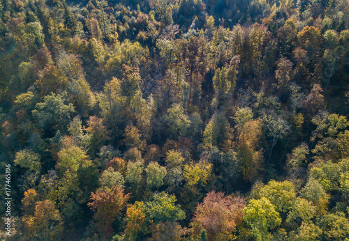 Aerial view of forest in fall, colorful trees © Mario