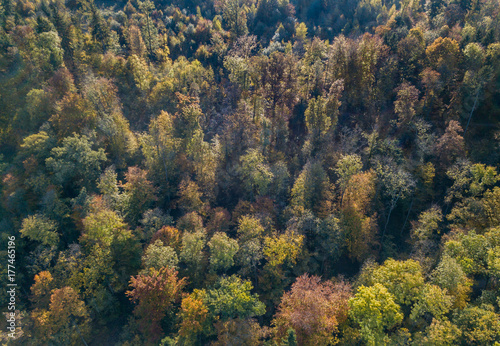 Aerial view of forest in fall, colorful trees