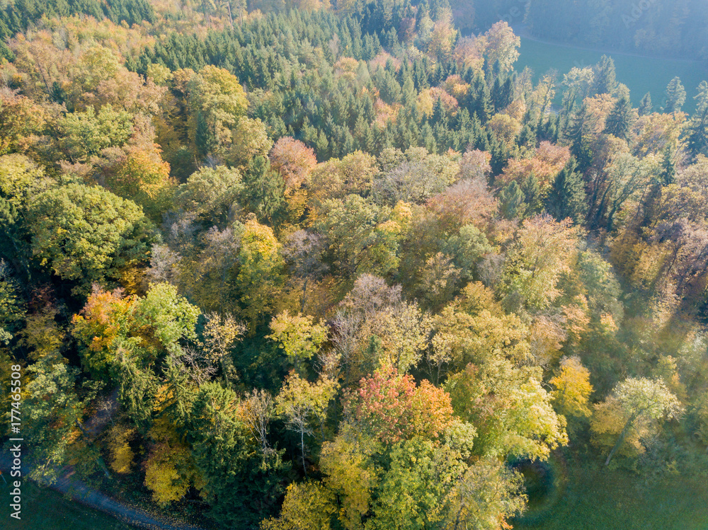 Aerial view of forest in fall, colorful trees
