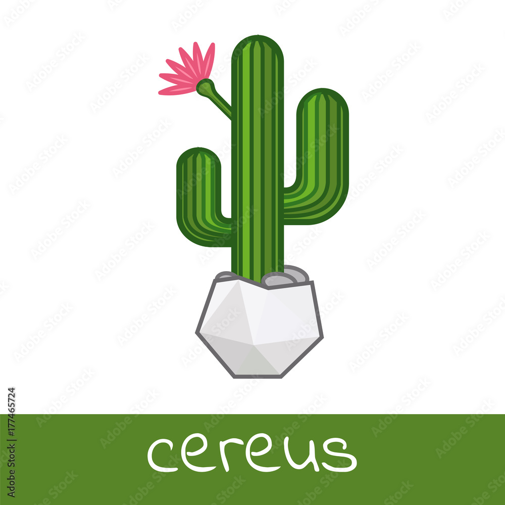Cactus collection flat isolated vector of notocactus opuntia cereus mammillaria in pot homeolant Cactus collection flat isolated vector of notocactus opuntia cereus mammillaria in pot homeolant