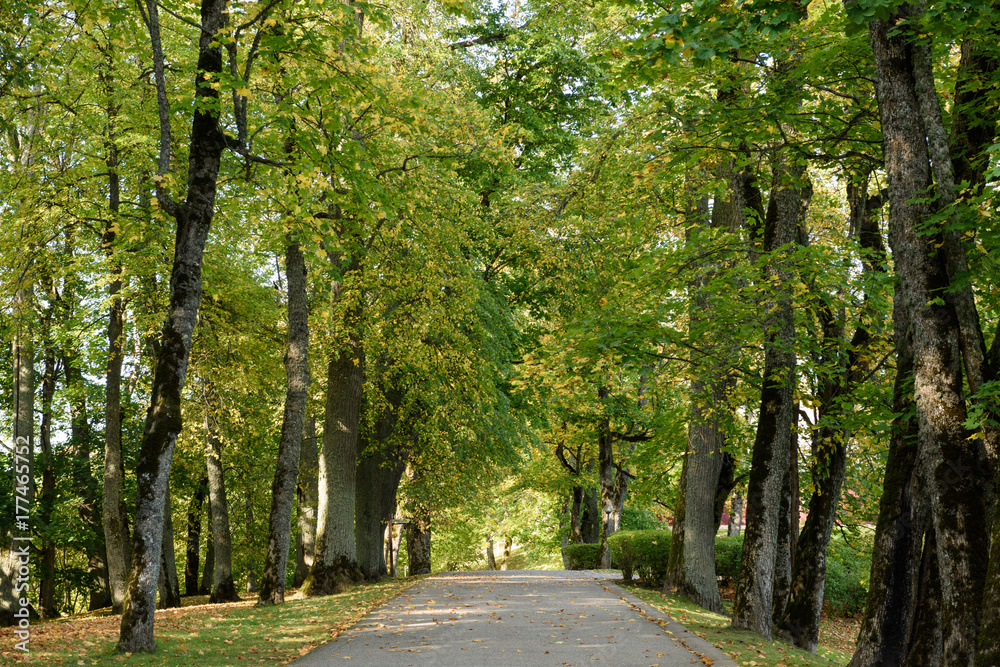 Fototapeta premium empty road in the countryside in autumn