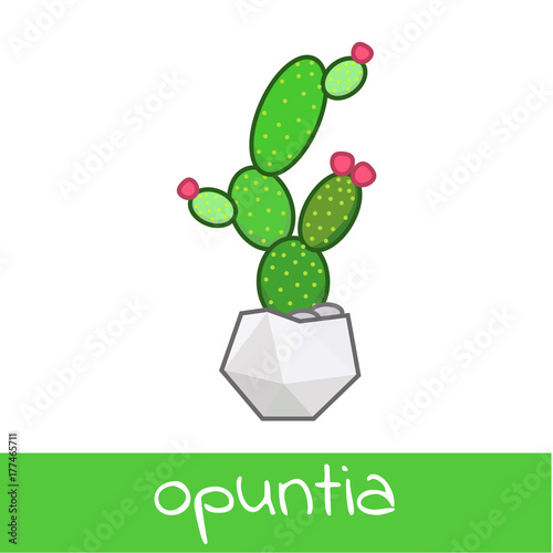 Wallpaper Mural Cactus collection flat isolated vector of notocactus opuntia  cereus  mammillaria in pot homeolant Torontodigital.ca