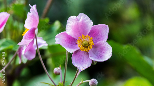 blüte © Bernd