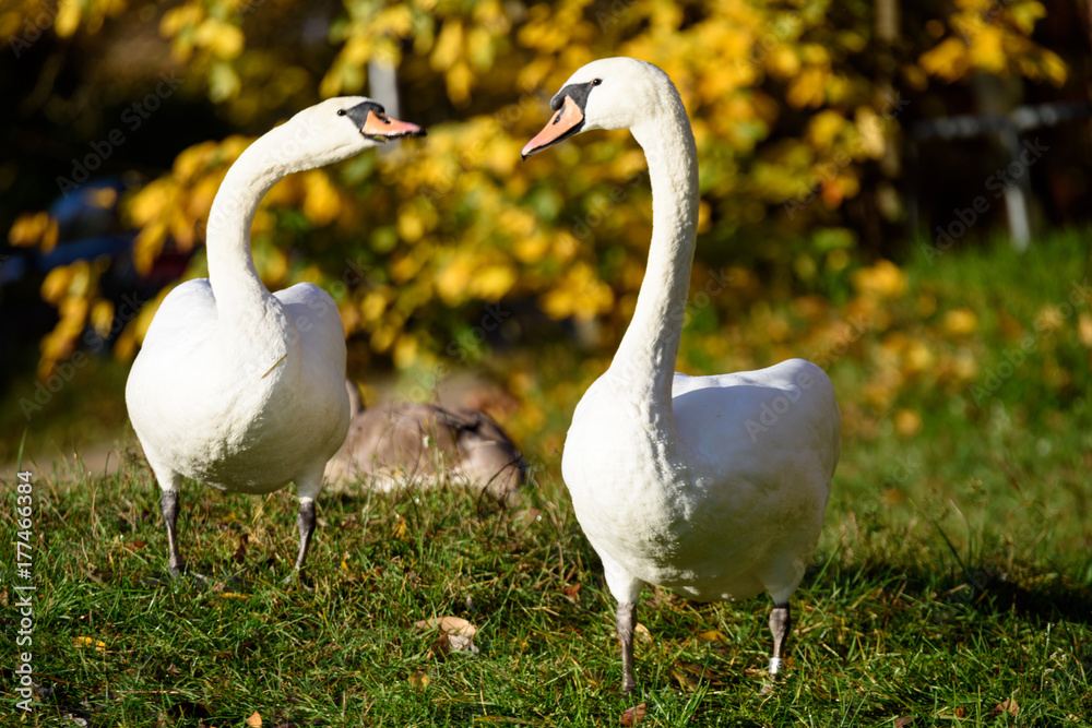 swan close up on lake water in sunny autumn day swan close up on lake water in sunny autumn day