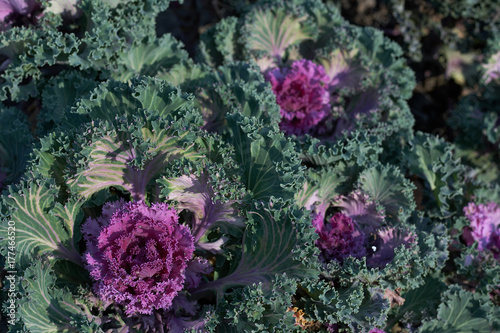 Cabbage and Kale Flowering