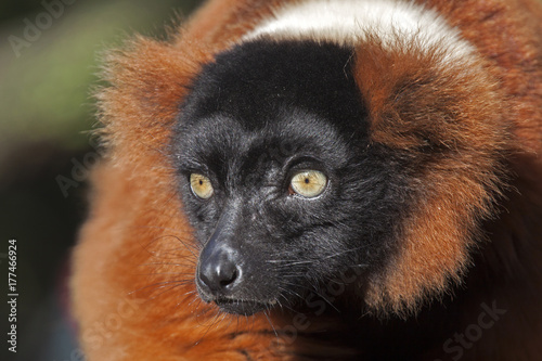 Portrait of a red lemur 