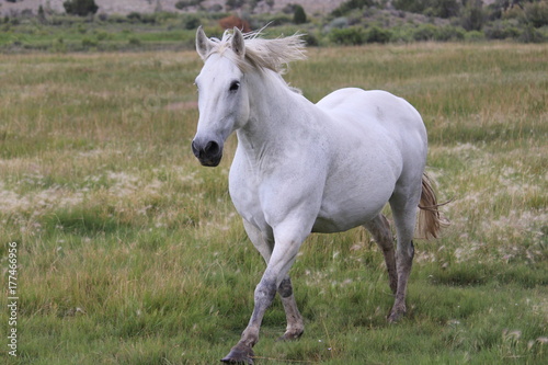 HorseRunning