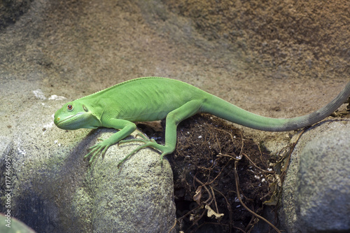 Green fiji iguana photo