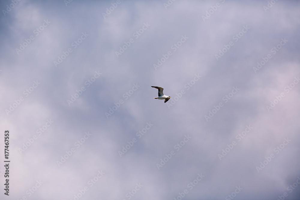 beautiful seagull on blue sky background with clouds beautiful seagull on blue sky background with clouds