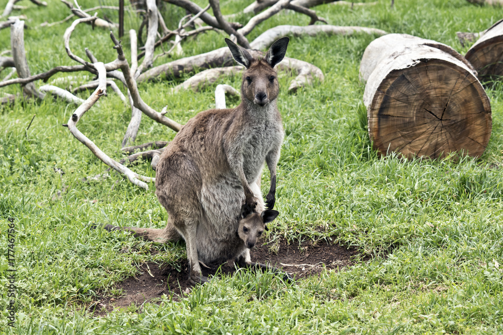Fototapeta premium eastern grey kangaroo with joey