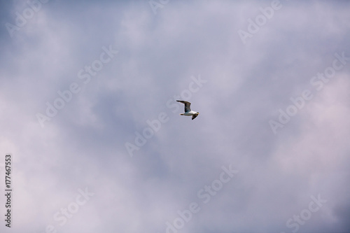 beautiful seagull on blue sky background with clouds