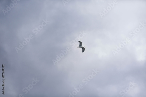 beautiful seagull on blue sky background with clouds