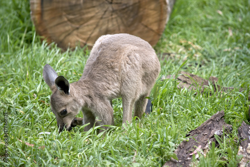 Φωτογραφία eastern grey kangaroo joey