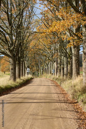 empty road in the countryside in autumn