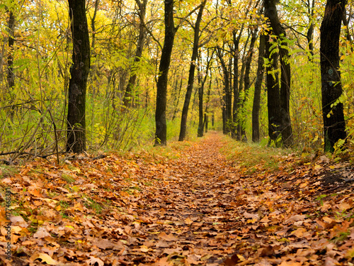 Pathway through the beautiful autumn forest. Autumn landscape.