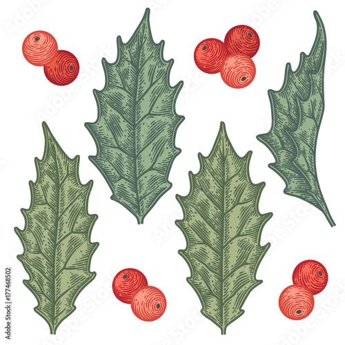 Christmas holly berry set isolated on white background.