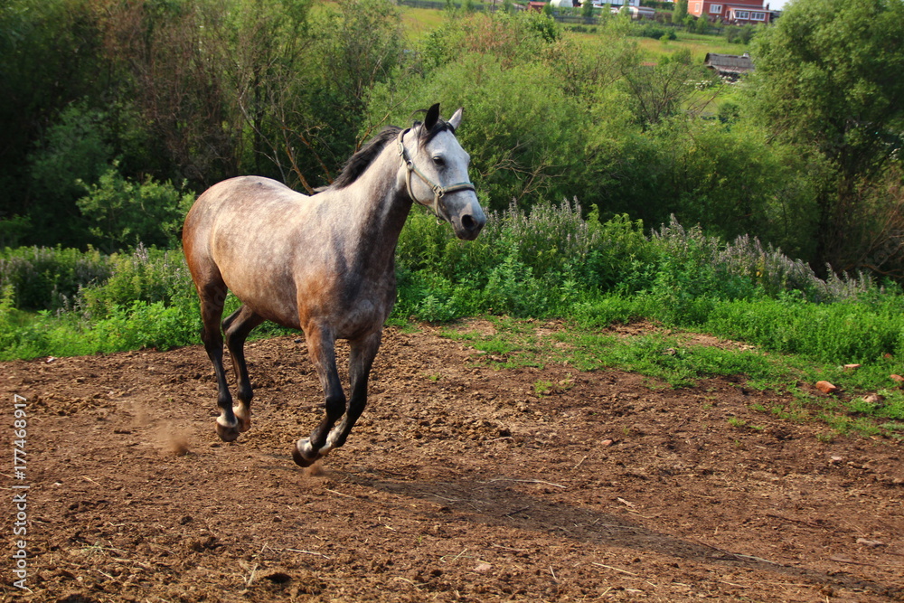 Fototapeta premium running gray horse