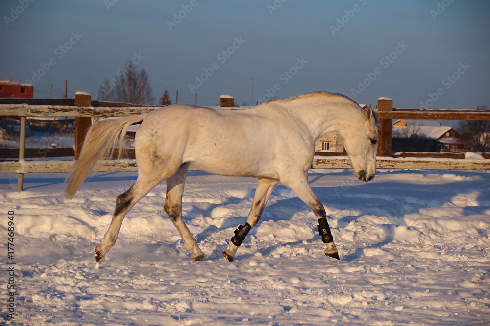 running white horse on snow running white horse on snow