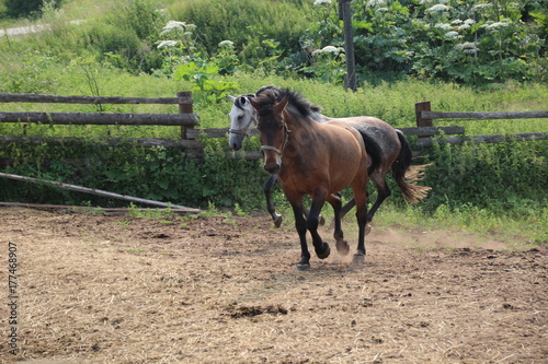 two running horse