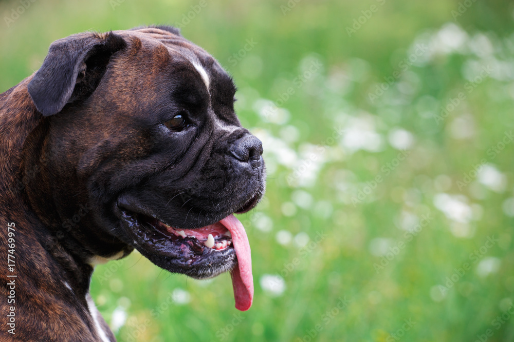 Close Up portrait of American Staffordshire terrier standing in a meadow Close Up portrait of American Staffordshire terrier standing in a meadow