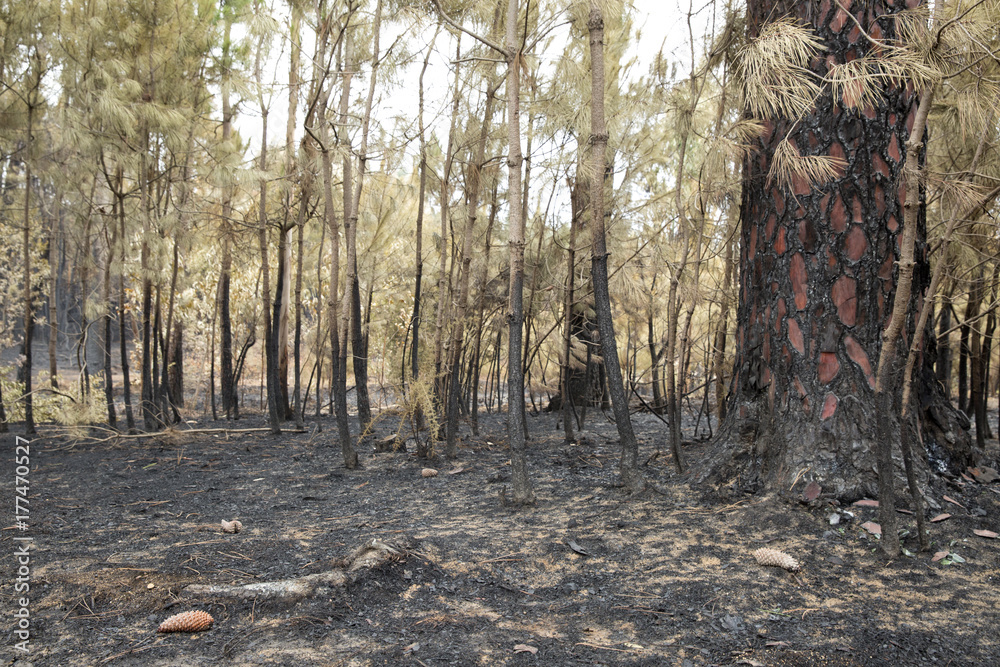 Fototapeta premium Burnt Pine