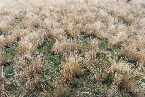 Dry ears of wild grasses in the meadow