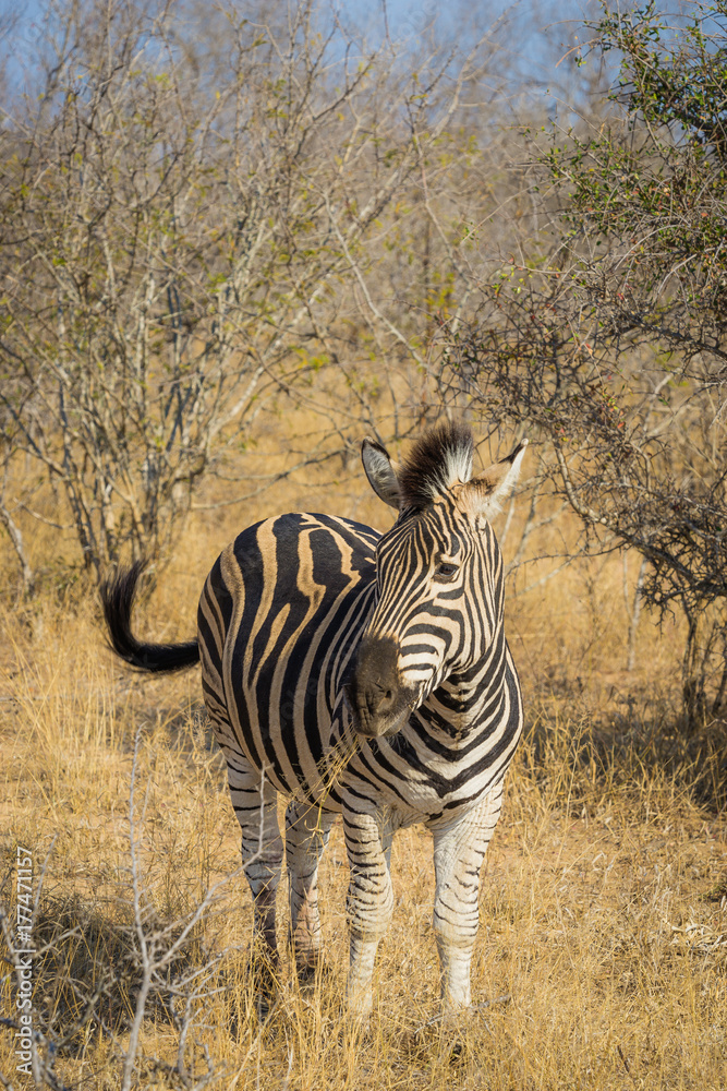 Obraz premium African zebra standing in grass swinging tail