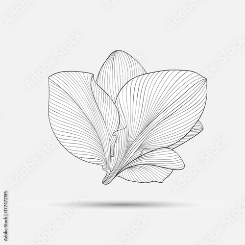 Fototapeta Naklejka Na Ścianę i Meble -  Abstract floral background. Vector flower amaryllis. Element for design.