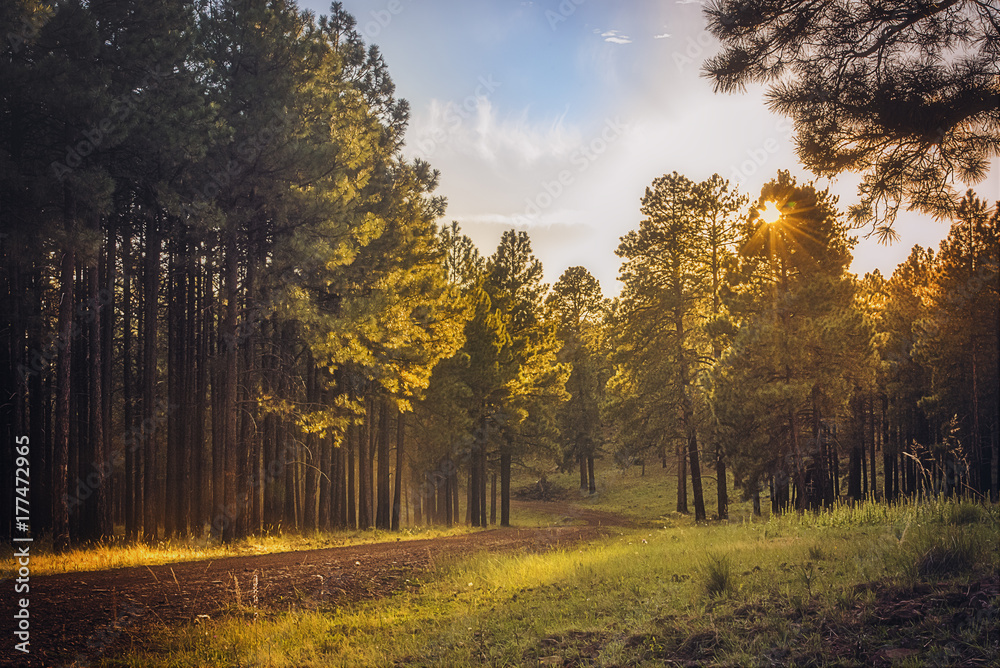 Empty dirt road with in the Arizona forest