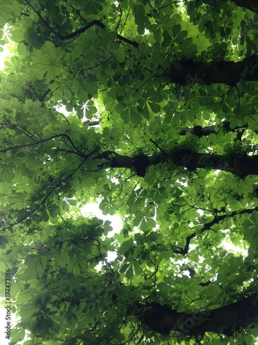Grünes Blätterdach eines Kastanienbaumes
