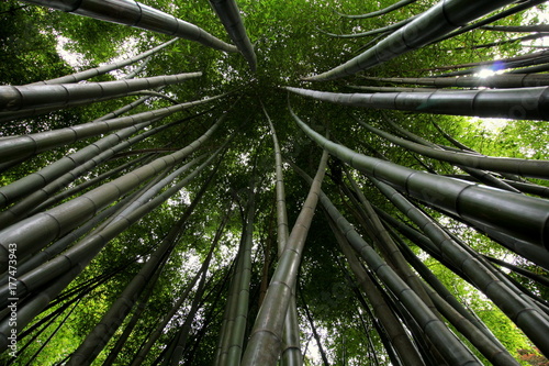 Photography Bamboo
