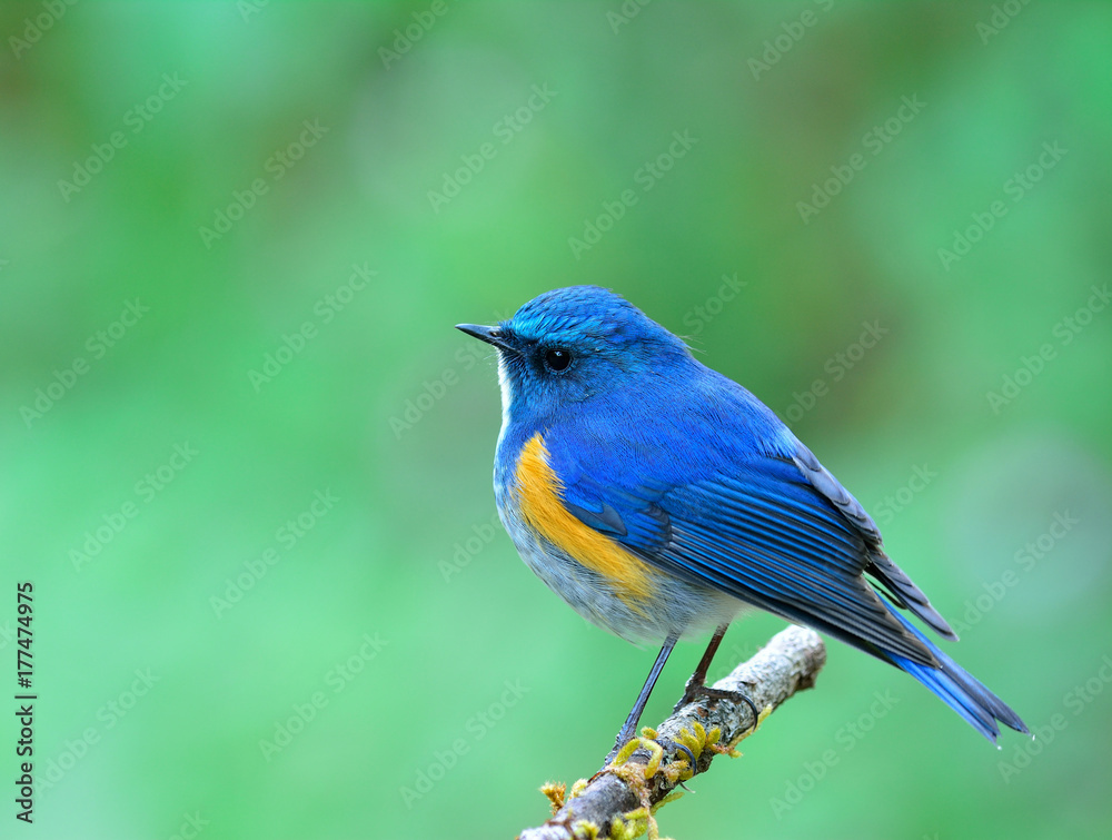Himalayan bluetail or orange-flanked bushrobin (Tarsiger rufilatus) fascinated blue bird perching on vine branch over fine blur green background, exotic nature Himalayan bluetail or orange-flanked bushrobin (Tarsiger rufilatus) fascinated blue bird perching on vine branch over fine blur green background, exotic nature