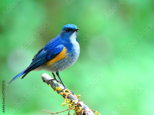 Himalayan bluetail or orange-flanked bushrobin (Tarsiger rufilatus) beautiful chubby blue bird perching on vine branch over fine blur green background in early morning lighting, exotic nature